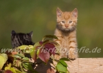 03 Pinky & Mampfi
